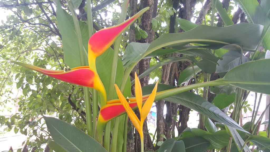 Hostal Maravilla Amazonica イキトス エクステリア 写真